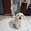 귀엽개 이미지