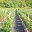 상두농장 이미지