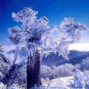2024년 2월 4일 강원도(태백산) 얼음*눈꽃축제 산행 입니다. 이미지