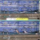 돌고래목욕탕 이미지