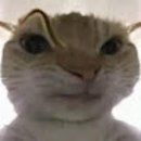 (주)엘피스 | 효월 일기 19