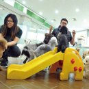 메리펫 애견유치원 이미지