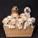 FAMILY DOG 이미지