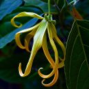 일랑일랑 이미지