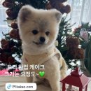 댕댕파티 이미지