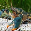 Where the Crawdads Sing 이미지