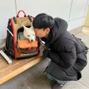 난이꾸꾸 애견미용실 | 포항 애견동반 여행 당일치기 (죽도시장, 꾸꾸하우스)