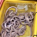 자갈치꼼장어 | [부산 자갈치시장 맛집] 싱싱꼼장어 후기｜1층에서 고르고 2층에서 먹는 데이트 코스