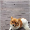 희망이 펜션 이미지