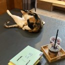 힐링그루밍 이미지