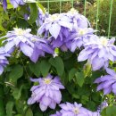 클레마티스 이미지