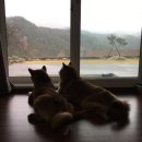 젠치로네 이미지