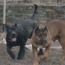 애견클럽 이미지