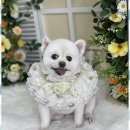 우리동네펫샵 이미지