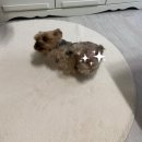 크리스마스케이크 파리바게트 블레싱 레드베리 케이크 오늘의집 러그