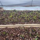 노림 | 고추씨앗 품종 선택 완전정리｜맵기·내병성·가격대별 추천