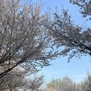 케슬리 - 성동구 상원6길 3 | 서울 벚꽃 명소 추천: 서울숲 벚꽃 인생샷 스팟 & 성수동 케슬리 샌드위치 후기