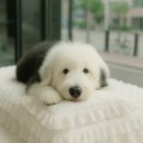 드림동물병원 | 분당·판교 애견호텔 찾는다면? 강아지가 좋아하는 P&amp;P 동물병원 호텔링 후기