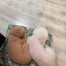 포천 럭스제이 애견펜션 이미지