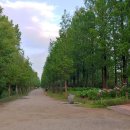 메타세콰이어길 이미지