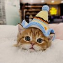 요미 | 마곡고양이분양, 어디서 해야 후회 없을까? 요미펫 솔직 후기!