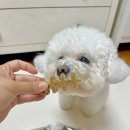 에스케이덴탈 | [빌리스벳] 강아지 덴탈껌 &#39;프로바이츄 덴탈 오리지널&amp;베리요거트&#39;