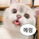 마음의꽃 이미지