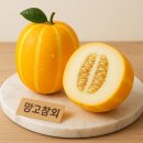 햇님 | 입짧은 햇님 망고참외 솔직 후기🍈