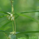 층층둥굴레 Polygonatum stenophyllum Maxim. 이미지