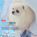 댕블리 이미지