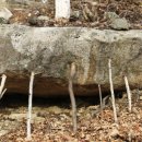 자작나무숲정상 이미지