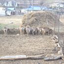 분천농장 이미지