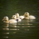 미운오리새끼 이미지