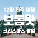 백마농장 | 12월 제주 여행 보롬왓 크리스마스 팝업 포토존