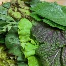 제주도야지 삼겹살 앞 이미지