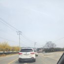 원적로 | 이천 산수유마을 주차 꿀팁 + 군락지 후기ㅣ지금 가야 하는 이유