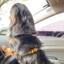 굿데이동물병원 이미지