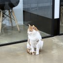 서초M동물의료센터 | [VIP 동물의료센터 서초점] 내돈내산 고양이 심장초음파 후기