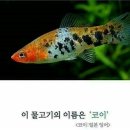 코이 Daum카페