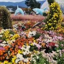 국화네비빔밥 | 경남 거제 가을 여행, 제19회 거제 섬꽃축제 관람후기