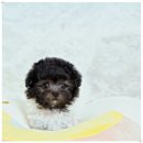 타이니켄넬 이미지