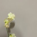 어쩌다꽃 이미지
