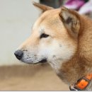 세강 Daum카페