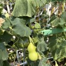 🌳자연생태학습 - 조롱박 탐색하기 이미지