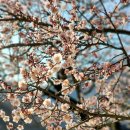 4월 7일의 꽃은 '매실나무(Japanese apricot)' 이미지