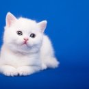 관문동물병원 이미지