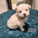 보들보들 이미지