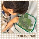 노안농장 | 나비관찰 체험 과학키트 집에서 배추흰나비 애벌레 키우기