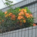 질병조퇴했어요(학교) 이미지