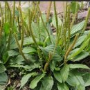 (주)질경이 이미지